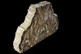 Petrified Wood Bookends - Oregon #89342-2